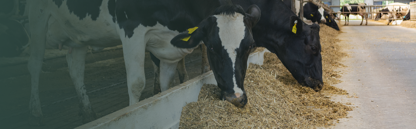 Giving Back To Mother Nature